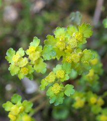 Chrysosplenium flagelliferum