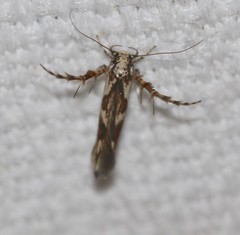Stathmopoda castanodes