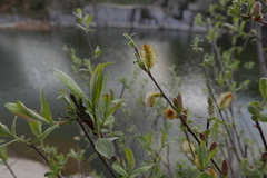 Salix