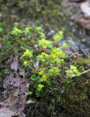 Chrysosplenium flagelliferum
