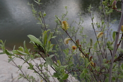 Salix