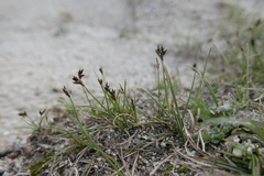 Carex praecox
