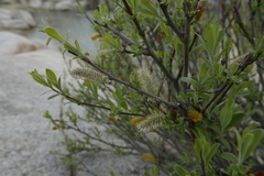 Salix