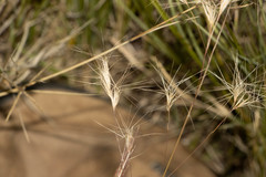 Aristida congesta