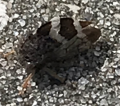 Cyrtolobus tuberosus