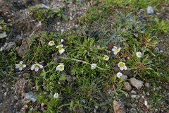 Ranunculus