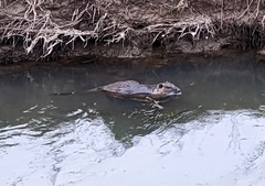 Myocastor coypus