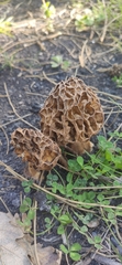 Morchella esculenta