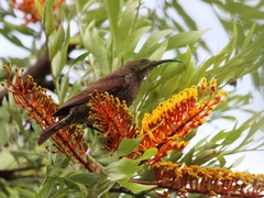 Chalcomitra senegalensis