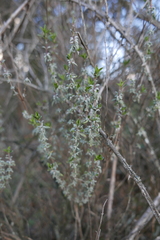 Lamiaceae