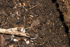 Pseudolychas ochraceus
