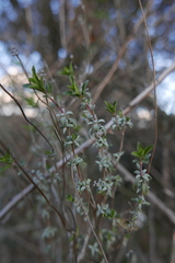 Lamiaceae