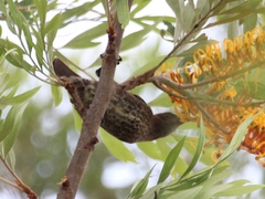 Chalcomitra senegalensis