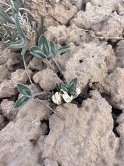Trifolium gymnocarpon