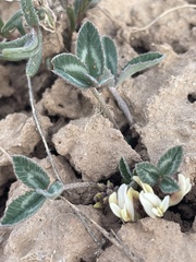 Trifolium gymnocarpon