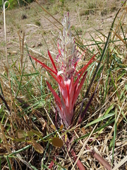 Bromelia sylvicola