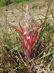 Bromelia sylvicola
