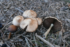 Basidiomycota