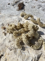 Sinistrofulgur sinistrum