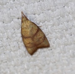 Pycnozancla acribes