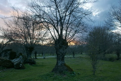 Fraxinus angustifolia