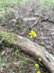 Ranunculus harveyi