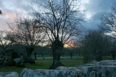 Fraxinus angustifolia