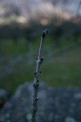 Fraxinus angustifolia