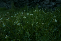 Calepina irregularis