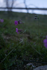 Silene colorata