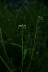 Calepina irregularis