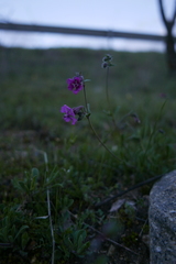 Silene colorata