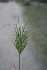 Bromus madritensis
