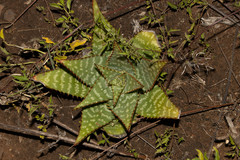 Aloe greatheadii