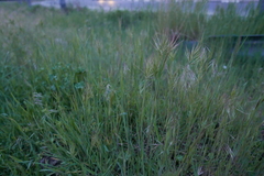 Bromus madritensis
