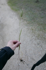 Bromus madritensis