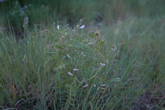 Vicia disperma