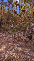 Quercus jonesii