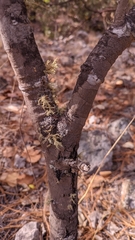 Quercus jonesii