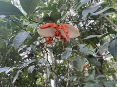 Tabernaemontana flavicans