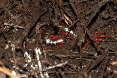 Cormocephalus nitidus