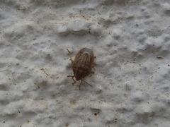Neottiglossa bifida