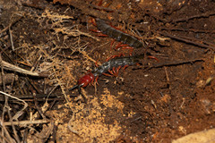 Cormocephalus nitidus