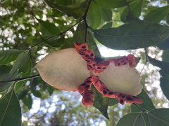 Tabernaemontana flavicans