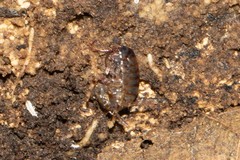 Arcitalitridae