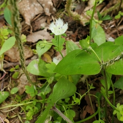 Phacelia fimbriata