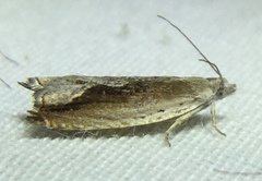 Ancylis diminuatana