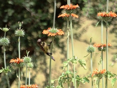 Nectarinia kilimensis