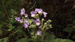 Jovellana punctata