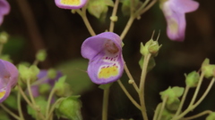 Jovellana punctata
